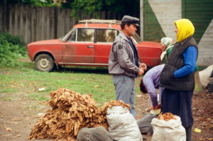 Farmers selling tobacco leaves at Zabolotiv Market, Ukraine