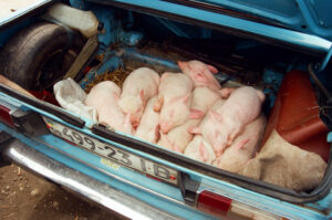 A trunk full of piglets at Zabolotiv Market, Ukraine