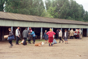 Farmers selling calves at Zabolotiv Market, Ukraine