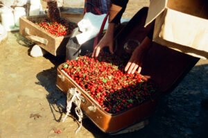 Trunk full of cherries at Kosiv Market - Ukraine