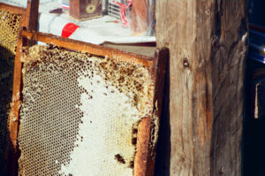 Honeycombs at Kosiv Market - Ukraine