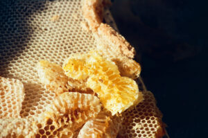 Close-up of honeycomb at Kosiv Market - Ukraine