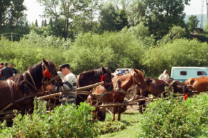 Coachman attending to his horse at Kosiv Market - Ukraine