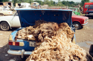 Sheepskins in trunk at Kosiv Market - Ukraine
