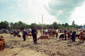Cattle market at Kosiv in summer - Ukraine