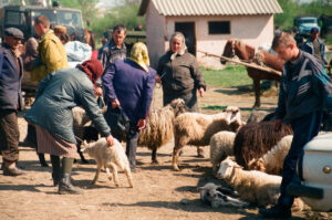 Farmers selling sheep at Kosiv Market - Ukraine