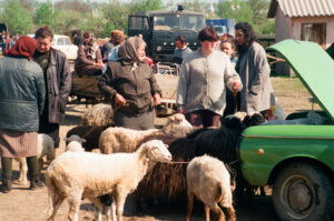 Sheep at cattle market - Kosiv - Ukraine