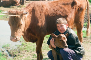 Ukrainian youth guarding the baby calf and its dam at Kosiv Market