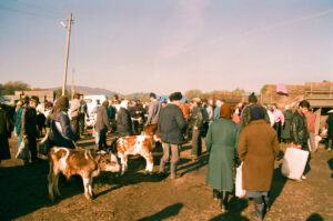 Farmers selling calves at Kosiv Market - Ukraine