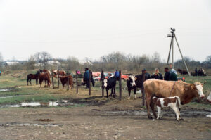 Cattle market at Kosiv - Ukraine