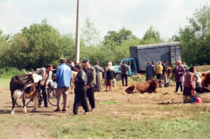 Farmers selling cows at Kosiv Market - Ukraine