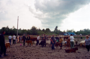 Cattle market at Kosiv in summer - Ukraine