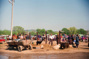 Cattle Market at Kosiv - Ukraine