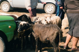 Sheep sold at Kosiv Market - Ukraine